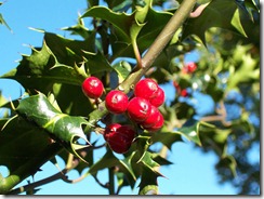 800px-Ilex-aquifolium_(Europaeische_Stechpalme-1